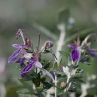 ツリージャーマンダー　シソ科　耐寒性があり乾燥にも強い庭の花木です。今日の野鳥：カワセミ