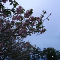 夜桜ウォーキング