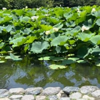 鎌倉に〜　蓮の花・アガパンサスを♪