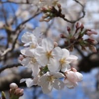 🌸 さくら 🌸