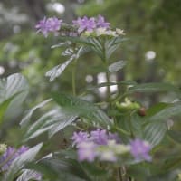 紫陽花 ～ 雨の日