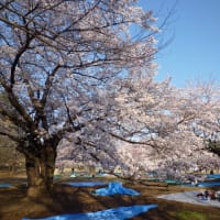 2012年　練馬のお花見　その１　光が丘公園（１）