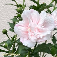 「相武台グリーンパーク」では紫色の「ムクゲ」が開花！！