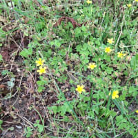 小さくても明るく黄色い花を咲かせる野草たちにほっこり