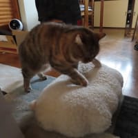 羊のクッションでふみふみ(＊'▽')