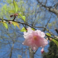 2024山路ガーデン８　鴛鴦桜