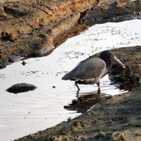 6/03探鳥記録写真：狩尾岬の鳥たち（クロサギ三昧、）