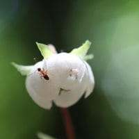 治療の合間に花散策！（イチヤクソウとウメガサソウ、トキソウと！）