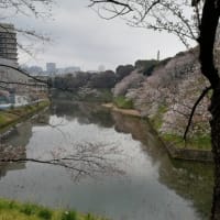 今年もみにゆこうかなぁぁぁ