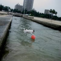 須磨海岸　サーカス犬？
