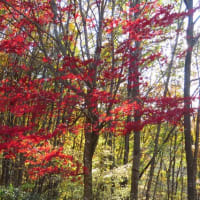 銀の森の紅葉