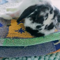 ぼく9歳になったよ。