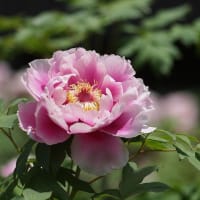 ぼたん寺