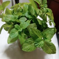 ◇◇◇　紫陽花に触れて