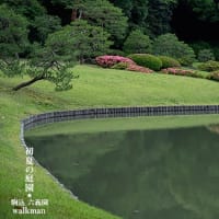 緑の中のさつき模様。