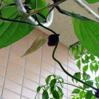 ムラサキ山芋の葉っぱのカーテンが揺れる　　　　　　　　　　今年四つ目の月下美人の花芽が大きくなっている　