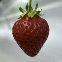 🍓6月の軽井沢、よつぼしが美味しい季節です🌿✨