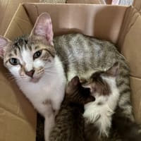 7月のぬこ　パート1