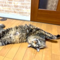６月１９日　のびのび＆クネクネ