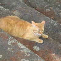 保護猫の片目のジャック！元気でした・・・元気で、とりあえず元気で！広島市の元安川リバーサイドにて