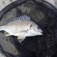 チヌ、大会だったら入賞間違いなし！