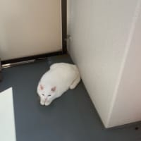 エアコン嫌い