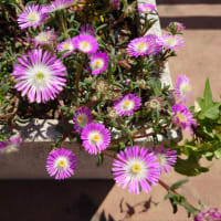 大宮公園と新都心で花の撮影