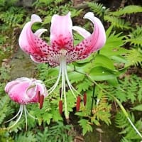 「庭園の花たち」／東京都庭園美術館