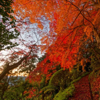 奈良県御所市 九品寺の紅葉