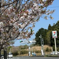 (4/14) 飛行機と桜@成田市さくらの山② (着陸)　～　今年の桜ありがとう　～