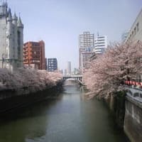 桜観察 四月六日