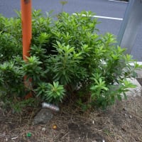 ”夏草や　兵どもが　夢の跡”　　　芭蕉『おくのほそ道』より
