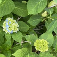 ◇　散歩の道に咲く花