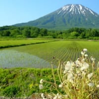 田植えの後の稲田１）羊蹄山