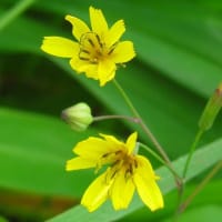 夏の季語／安居(あんご)・夏安居(げあんご)・雨安居(うあんご)・夏(げ)・一夏(いちげ)・夏行・夏籠・夏の始・一夏九旬・夏百日・百日の行・後安居(ごあんご)・解夏(げげ)・夏の終         
