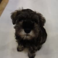 ミニチュアシュナウザーの子犬♡