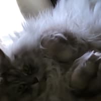 もこもこ💭