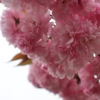 井川国花苑の桜とチュリップ