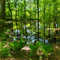 皐月の小満　自然生態園のミズスマシの池とトンボ池