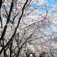 「３千本の桜の園に秘められた、村人の想い」洸風荘おかみの甘辛日記