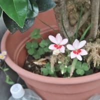 朝の散歩で見た花