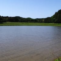 美しい五月の田んぼ