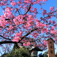 河津桜が綺麗でした～🎵