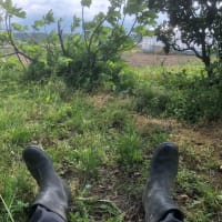 続日々格闘(◎_◎;)～菜園ライフ４０８