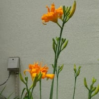 鬼百合が咲きました