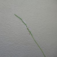 今朝も水やり