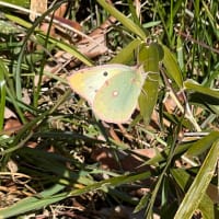 モンキチョウを初見（1月30日）