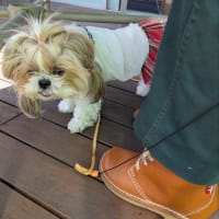 ネオパーサ静岡〜ちょっとお花見