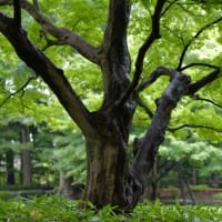 お写んぽ＊６月・雨の訪問者