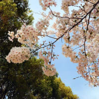 桜の下